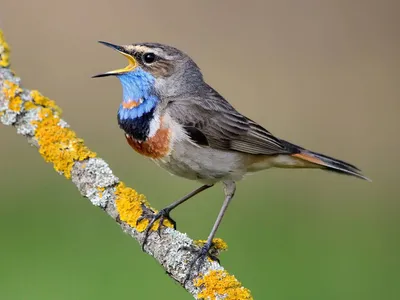 Певчие птицы украины фото фото
