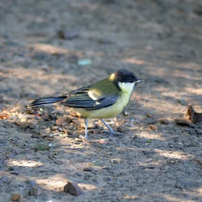 Pin on Birds of Ukraine / Птицы Украины / Птахи України