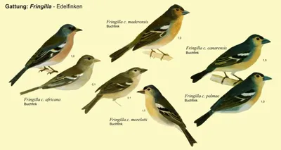 Виды и подвиды певчих птиц - АМАДИНЫ, КАНАРЕЙКИ И ДРУГИЕ ПЕРНАТЫЕ НА - ТРИ  А 12+
