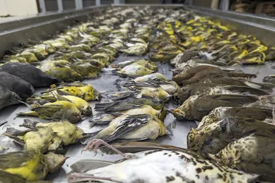 Житель Одесской области «купил» сам у себя сотни диких птиц, чтобы вывезти  за границу (документ) | Новости Одессы