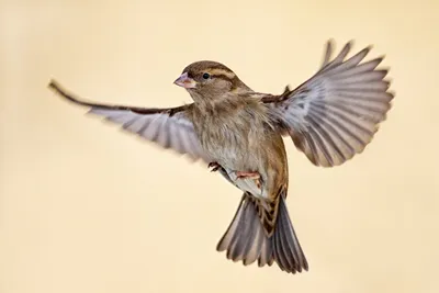 Птица рябинника на конце ветви вверх, Pilaris Turdus Украина Стоковое  Изображение - изображение насчитывающей веточка, оперение: 111024933