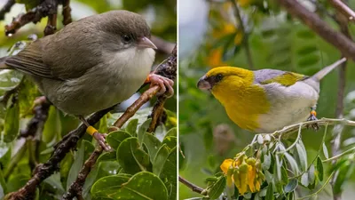 Певчие птицы жертвуют пищей во имя любви
