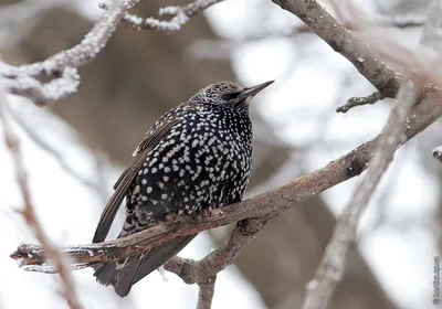 Чижик - самая распространенная певчая птица Украины для домашнего содержания