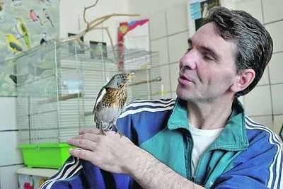 Дрозд певчий (Turdus philomelos). Фотогалерея птиц. Фотографии птиц России,  Беларуси, Украины, Казахстана, Таджикистана, Азербайджана.