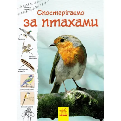 Птица рябинника на конце ветви вверх, Pilaris Turdus Украина Стоковое Фото  - изображение насчитывающей украина, фауна: 111023866