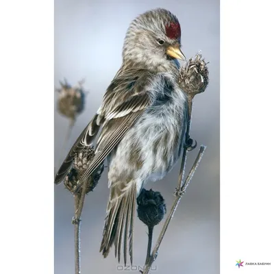 Животный мир - Национальный заповедник \"Хортица\"