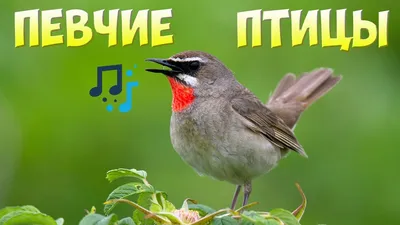 Книга Певчие птицы от продавца: Chronicab00ks – купить в Украине | ROZETKA  | Выгодные цены, отзывы покупателей