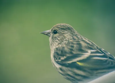 Маленькое Yellowhammer птицы на конце снега вверх Украина Стоковое Фото -  изображение насчитывающей фауна, посмотрите: 114239690