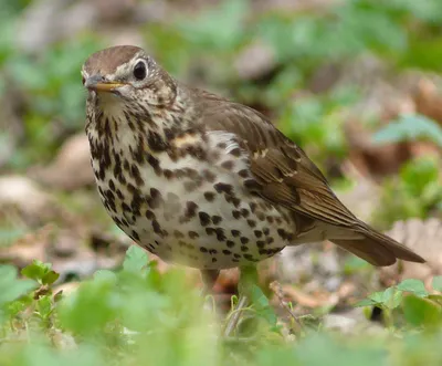 В США певчие птицы массово гибнут от неизвестной болезни
