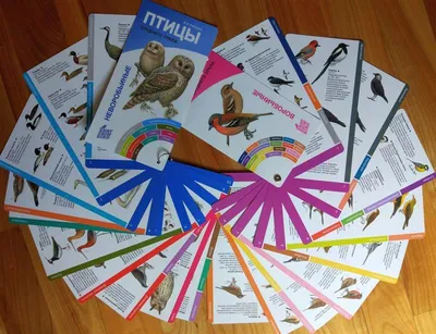 Календарь «Птицы Урала» на 2020 год | Planeta