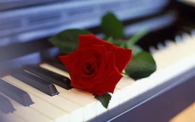Сиреневый в большом плане пианино. Белый рояль. Букет сирени Vulgaris  Syringa за несколько цветов. Цветы сирени Стоковое Фото - изображение  насчитывающей ключ, рамка: 182701366