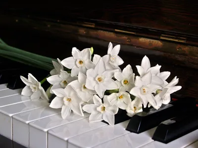 Онлайн пазл «Цветок на пианино»