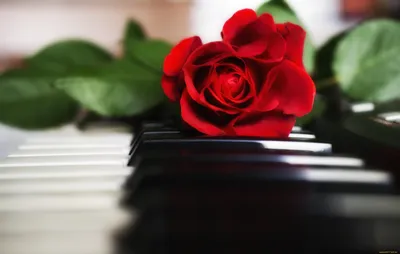 Картина по номерам \"Розы на пианино\"