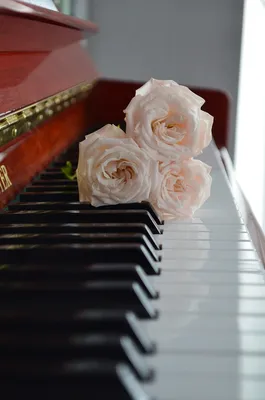 Картинка Пианино роза Красный Цветы 2560x1706