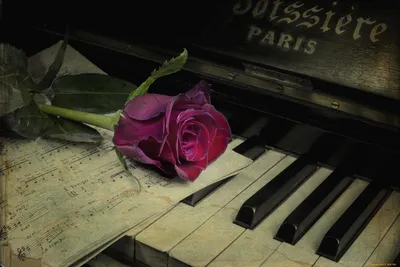 Букет Летние Цветы На Пианино — стоковые фотографии и другие картинки 2015  - 2015, Аккорд, Без людей - iStock