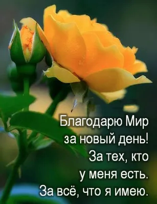 Доброе утро! С пятницей!#спятницей#доброеутропятницы#пятница | TikTok