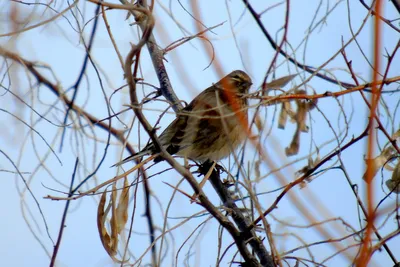 Маленькая птица с рыжим хвостом - 58 фото