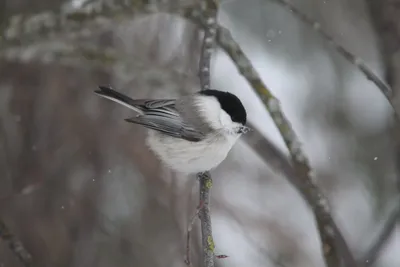 Любуемся на птиц, которые прилетели зимовать в Уфу: дрозды, снегири,  свиристели - KP.RU