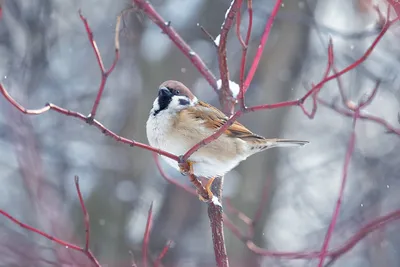 Редкая певчая птица исчезает из Волгоградской области