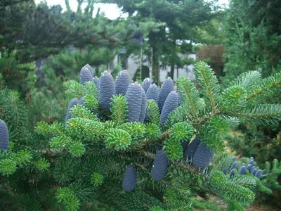 Пихта корейская (Abies koreana) - Хвойные растения весна 2024 года - купить  туи, сосны, ели.
