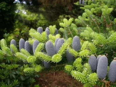 Пихта корейская (Abies Koreana) - цены, фото и описание | Купить саженцы  для посадки с доставкой почтой в питомнике ДивоСад-СПб