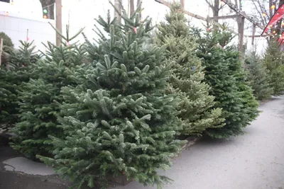 Датская елка (пихта Нордмана) - купить на Новый Год в Санкт-Петербурге