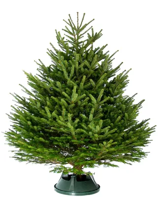 PREMIUM Пихта Нордмана новогодняя (Датская елка) 1.5 - 1.75 м - купить с  доставкой по выгодным ценам в интернет-магазине OZON (399594037)