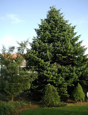 Пихта Нордмана Робуста (Abies nordmanniana Robusta) — купите саженцы в  контейнере в Краснодаре - Прекраснодар — новогодние ёлочные базары в  Краснодаре