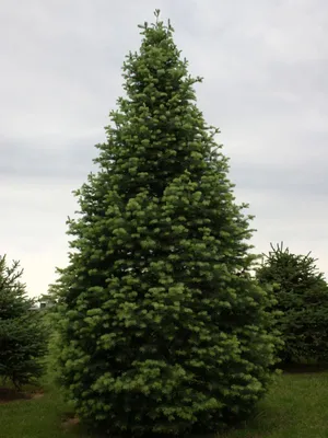 Пихта сибирская 'Abies sibirica' купить в Москве саженцы из питомника  Greenpoint24