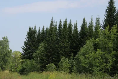 Фотокаталог растений: Пихта сибирская (Abies sibirica)