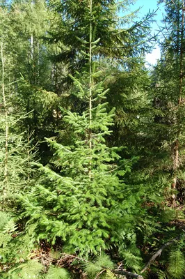 Пихта сибирская Abies sibirica купить в Санкт-Петербурге по цене от -  Питомник \"Экоплант\"