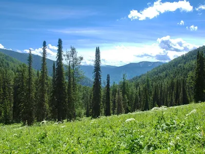 Пихта сибирская (Растения Тюменского района и Тюмени. Часть 1.) ·  iNaturalist