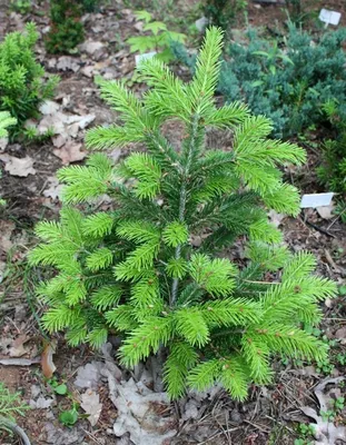 Пихта сибирская (Abies sibirica)