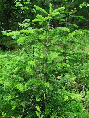 Пихта сибирская: красота и польза этого вечнозеленого дерева - Green Market