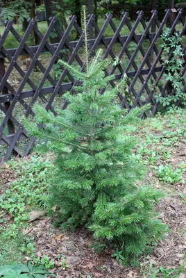 MW0211309, Abies sibirica (Пихта сибирская), specimen