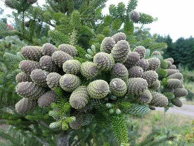 Пихта корейская Сильберлок. (Abies koreana Silberlocke) С35, 70-100см  купить в интернет-магазине ЦВІТСАД с доставкой по Украине