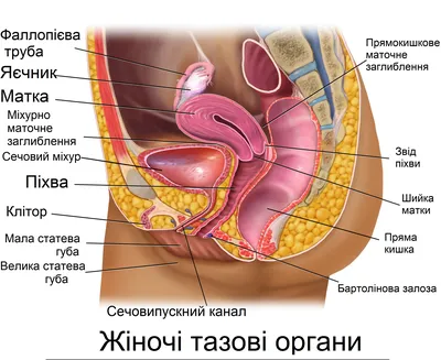 Піхва жінки що народжувала фото фото