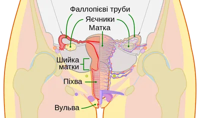 Жіночий лікар Гуменна Ірина