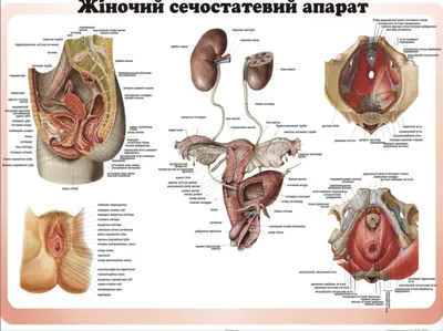 Жіноча статева система – АНАТОМ | The ANATOMIST