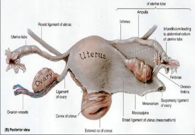 Жіноча статева система – АНАТОМ | The ANATOMIST