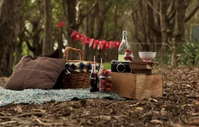 Пикник на закате в хвойном лесу - обои на телефон