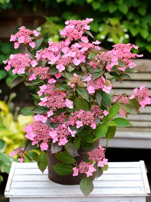 Гортензия пильчатая, hydrangea serrata