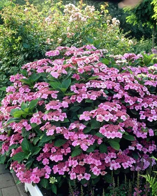 Hydrangea serrate Isusai-jaku Гортензия пильчатая Isusai-jaku | sadko.by