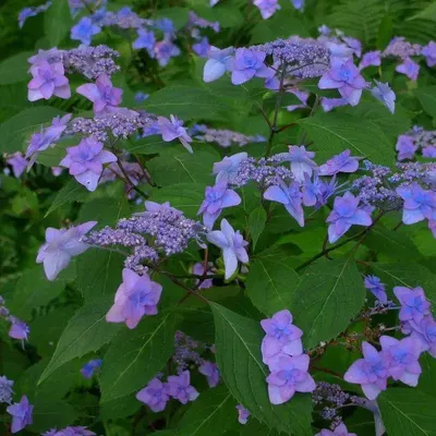 Hydrangea serrata, Гортензия пильчатая 'Блуберд'|landshaft.info