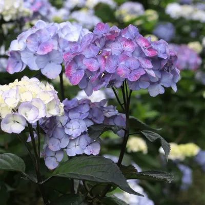 Гортензия пильчатая Блюберд (Hydrangea serrata Bluebird) - Сад удачи,  интернет-магазин садовых растений