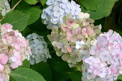 Гортензия пильчатая, hydrangea serrata