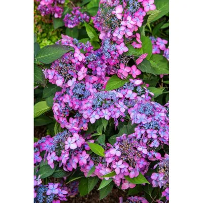 Гортензия пильчатая \"Блюберд\" Hydrangea serrata \"Bluebird\" C 20 L h 80  (ID#1001923150), цена: 1200 ₴, купить на Prom.ua