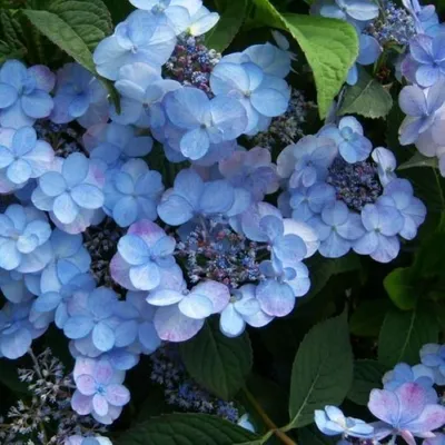 Коллекционный объект БСИ ДВО РАН: Hydrangea serrata (Гортензия пильчатая  Голубая птица)(Сорт:Blue Bird)