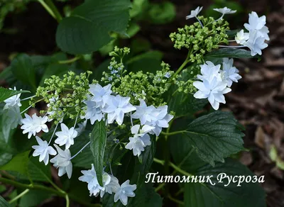 Гортензия пильчатая Блюбёрд (Hydrangea serrata Bluebird) купить саженцы в  Москве по низкой цене из питомника, доставка почтой по всей России |  Интернет-магазин Подворье