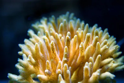 Organic Corals Deep Skin Boost Melbourne